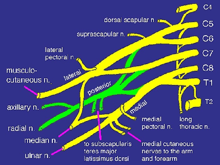 brachial plexus ppt